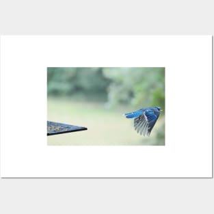 Bluejay in flight Posters and Art